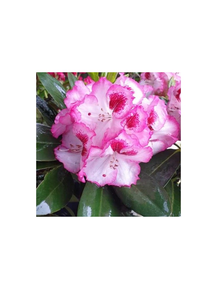 Rhododendron 'Cherry Cheesecake' 1 pcs.