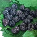 Black raspberry 'Jewel', 1 pcs.