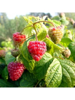 Red raspberry 'BonBonBerry® ‘Yummy’', 1 pcs.