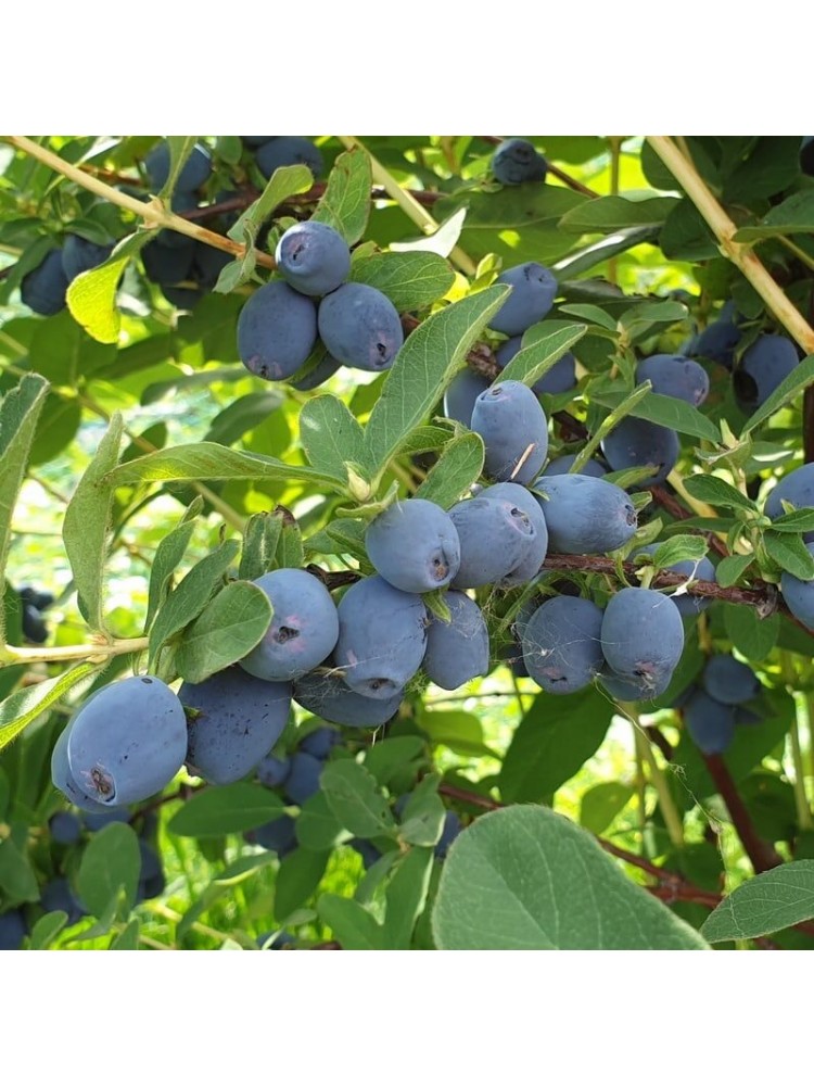 Sausmedžiai melsvauogiai 'Strawberry sensation'