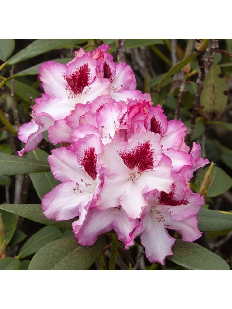 Rododendras 'Hachmann's Charmant' 1 vnt.