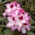 Rododendras 'Hachmann's Charmant' 1 vnt.