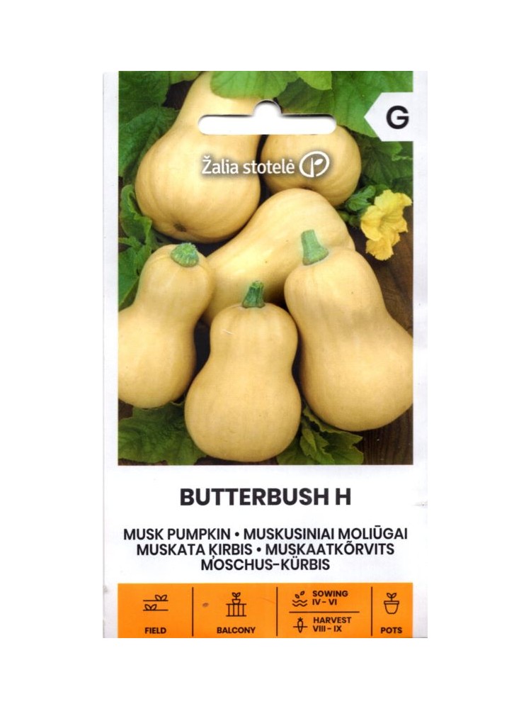 Moliūgai kvapieji 'Butterbush' H, 6 sėklos