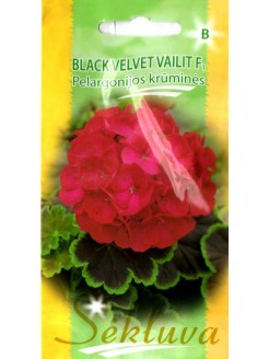 Pelargonijos juostuotosios 'Black Velvet Vailit' H