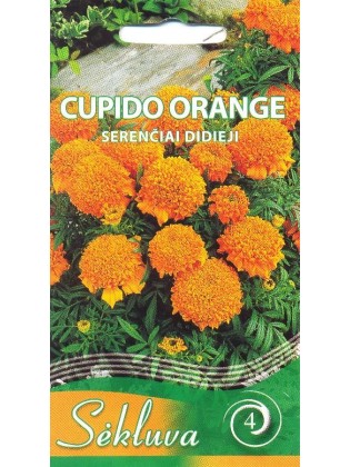 Aufrechte Studentenblume 'Cupido Orange' 0,3 g