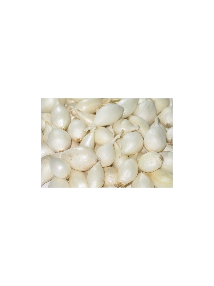 Svogūnai 'White', sėjinukai 0,25 kg, 8-21