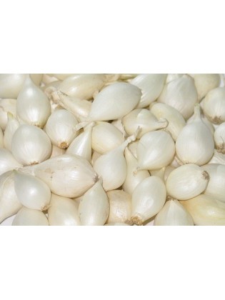 Svogūnai 'White', sėjinukai 0,5 kg, 8-21