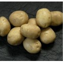 Bulvės sėklinės 'Adora' 5 kg