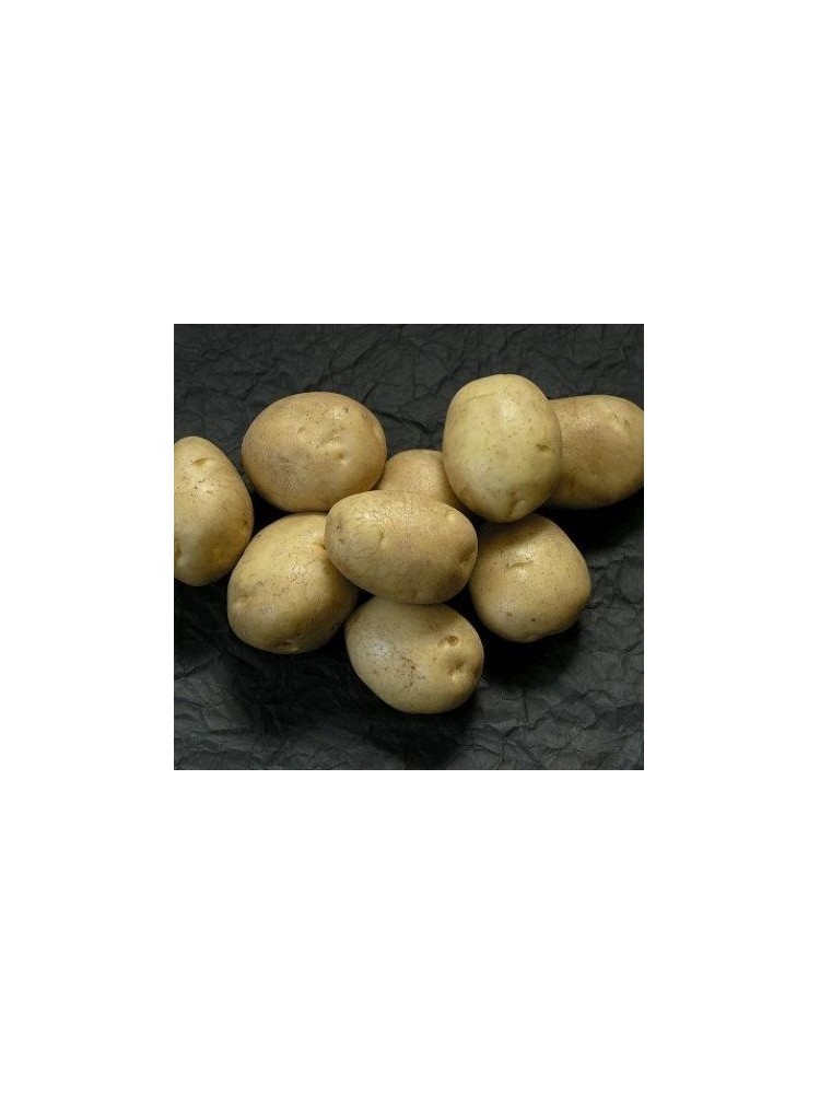 Bulvės sėklinės 'Adora' 5 kg