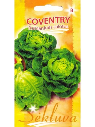 Rooma salat 'Coventry' 20 seemned