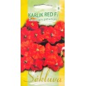Petunia ogrodowa 'Karlik red' H, 25 nasion