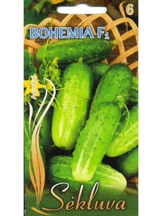 Ogórek 'Bohemia' H, 1 g