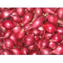 Svogūnai 'Red Karmen', sėjinukai 0,5 kg, 21-24 mm