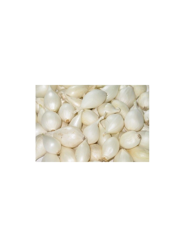 Svogūnai 'Snowball', sėjinukai, 0,5 kg,  21-24 mm