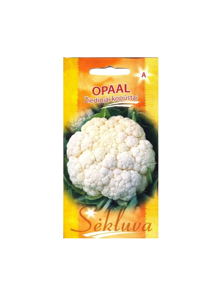 Kalafior 'Opaal' 30 nasion