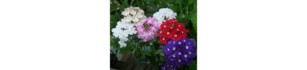 Verbena